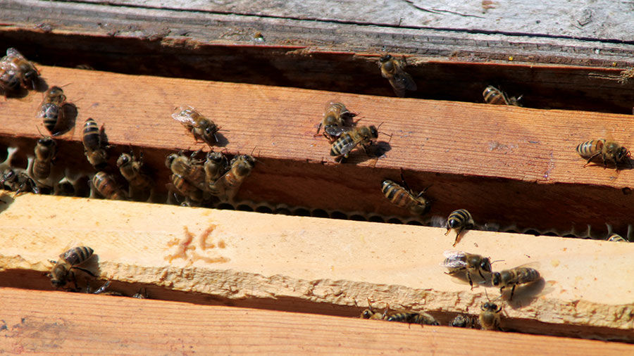 Honey bees
